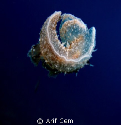 Melibe: this photograph taken by arif cem in natural zone... by Arif Cem 